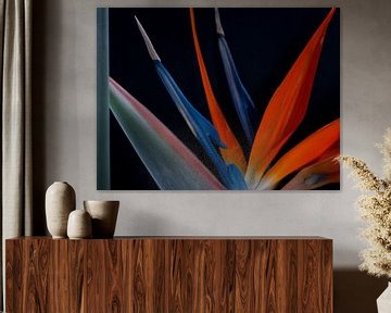 Strelitzia in volle bloei van Jenny Kambeck