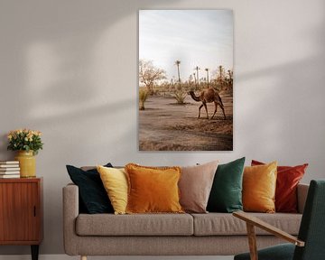 Reisebild Kamel in Marrakesch Marokko von sonja koning