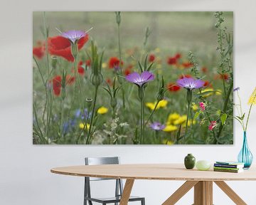 Herbes des champs sur Paul van Gaalen, natuurfotograaf