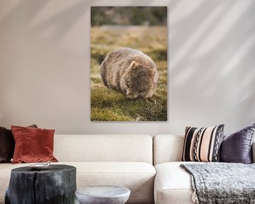 Wombats van Cradle Mountain: Ontmoeting met Tasmanië's Charmante Bewoners van Ken Tempelers