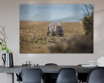 Wombats of Maria Island: Tasmania's Charming Residents