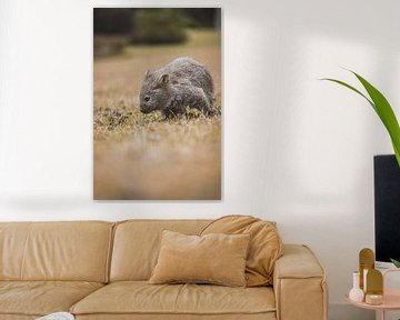 Wombats van Maria Island: Tasmanië's Charmante Inwoners van Ken Tempelers