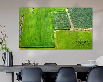 Cows in a Dutch landscape, seen from above