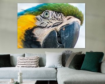 Macaw van Aad Clemens