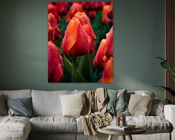 Champ de tulipes rouge sur Jens Sessler