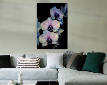 Closeup van een blauw roze orchidee tegen een zwarte achtergrond