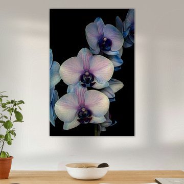 Nahaufnahme einer blauen, rosafarbenen Orchidee vor einem schwarzen Hintergrund