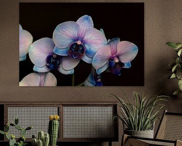 Closeup of a blue-pink orchid against a dark background by W J Kok