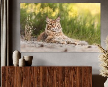 Maine Coon cat Lioness by Het Boshuis