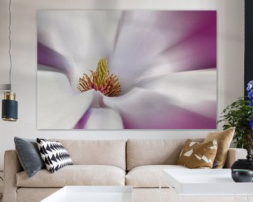 Magnolia sur Violetta Honkisz