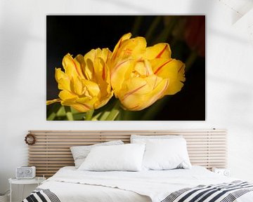 Gele tulpen  tegen een donkere achtergrond van Margot van den Berg