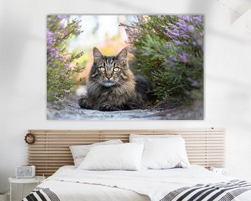 Maine Coon poster van Het Boshuis