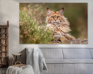 Portret Maine Coon Leeuwin liggend tussen de heide van Het Boshuis