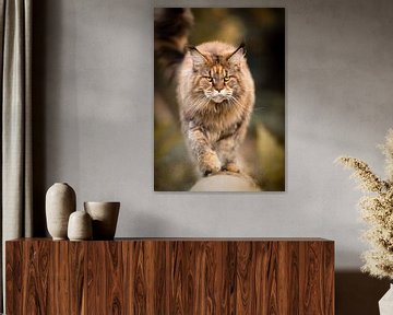 Stoere poster Maine Coon close-up van Het Boshuis