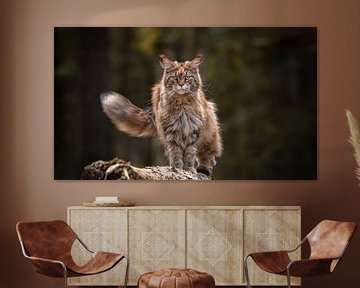 Maine Coon Leeuwin op de uitkijk in het bos van Het Boshuis