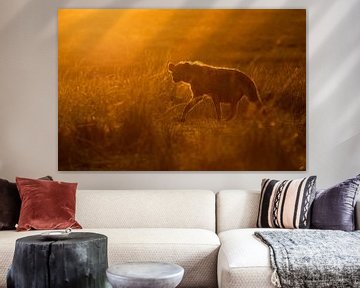 Hyena at sunrise by Claudia van Zanten