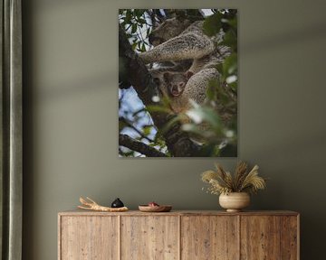 Koala's of Magnetic Island: An Iconic Australian Experience