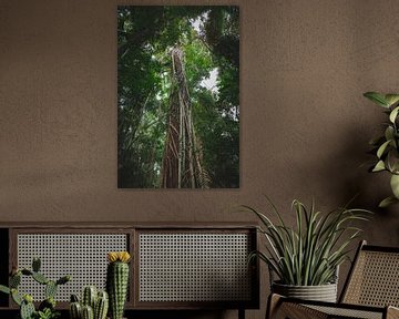 Daintree Rainforest: An Ancient Wonder of Nature by Ken Tempelers