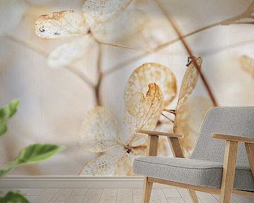 Hortensia by Jessica Berendsen