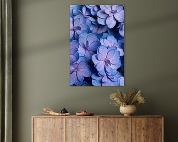 Gros plan d'un hortensia en bleu et rose sur Margot van den Berg