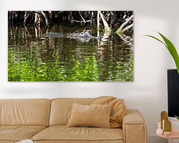 USA, Florida, Crocodile in reflecting water between mangrove forest by adventure-photos