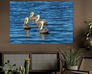 USA, Florida, Vier braune Pelikane schwimmen im Wasser im warmen Sonnenlicht von adventure-photos