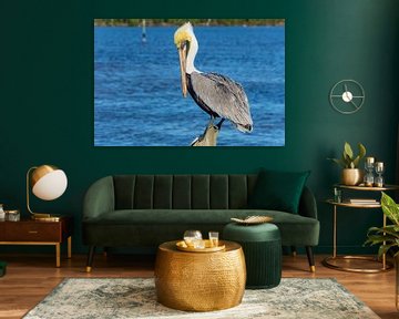 USA, Florida, Mooie volwassen bruine pelikaan staand op een houtstapel in het water van adventure-photos