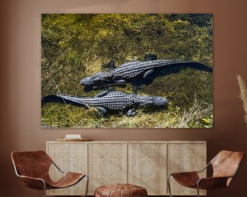 Verenigde Staten, Florida, Twee krokodillen wachten in het water van bovenaf van adventure-photos