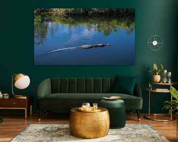 USA, Florida, Swimming crocodile in mangrove river in everglades by adventure-photos