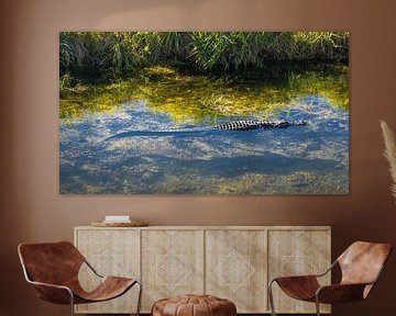 USA, Florida, Kristallklares Wasser mit schwimmendem Krokodil in den Everglades von adventure-photos