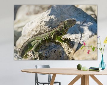 USA, Florida, Grüne Riesenechse, Leguan sitzt in der Sonne auf einem Felsen von adventure-photos