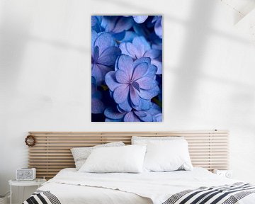 Gros plan d'un hortensia en bleu et rose sur Margot van den Berg