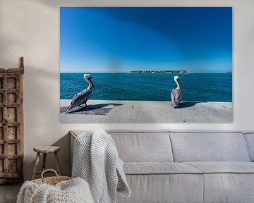 USA, Florida, Small island, Sunset key behind two brown pelicans by adventure-photos