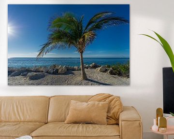 USA, Florida, Beautiful palm tree with perfect blue ocean behind by adventure-photos