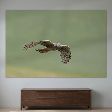 Blauwe kiekendief vrouwtje