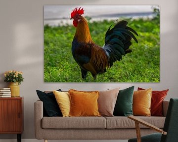 USA, Florida, Colorful proud cock standing on a meadow in the sun by adventure-photos