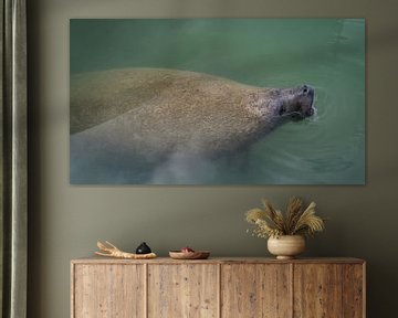 USA, Florida, Giant Sea Cow, Manatee in silent ocean water of harbor by adventure-photos