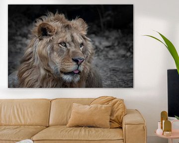 Portret van een leeuw