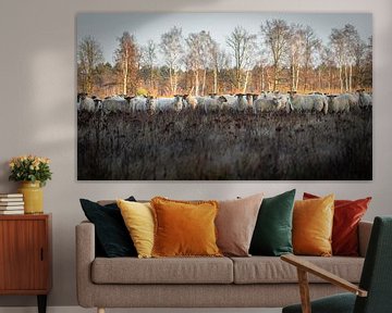 Sheep on the moors by Het Boshuis
