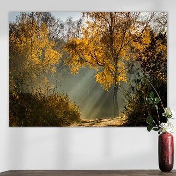 Herfstlicht op de Teut in Zonhoven