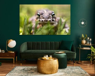 Natterjack toad by Het Boshuis