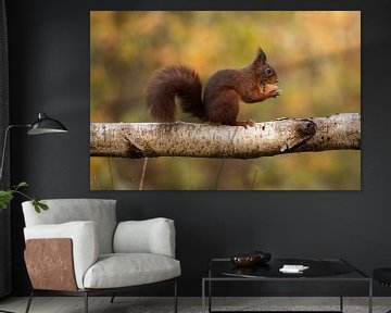 Squirrel with nut by Het Boshuis