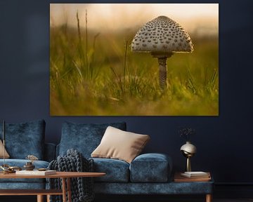 Mushroom by Het Boshuis