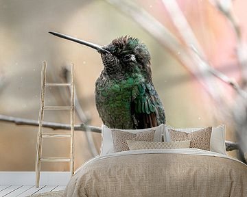 Flüstern der Federn - Intime Kolibri-Momente
