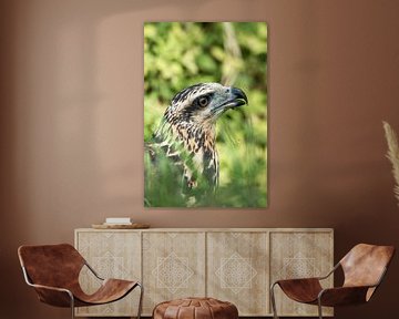 Wesir des Falken - Ein Porträt von Raubvögeln von Femke Ketelaar
