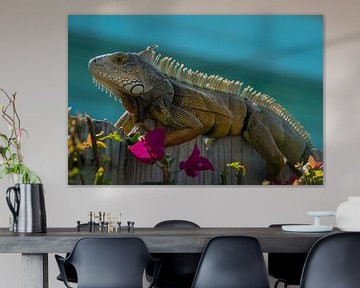 USA, Florida, Iguana reptile lézard assis au soleil sur un bois sur adventure-photos