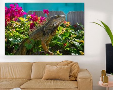 USA, Floride, Reptile géant Iguane lézard assis sur une clôture sur adventure-photos