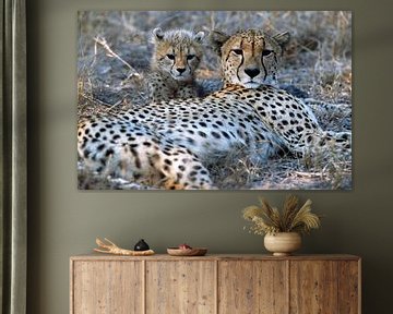 Cheeta met jong in Zuid-Afrika van Paul van Gaalen, natuurfotograaf