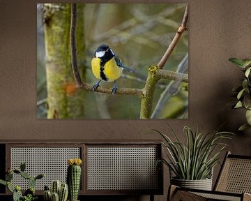 Close-up of a great tit by ManfredFotos