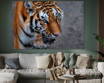 Nahaufnahme eines sibirischen Tigers von Chihong